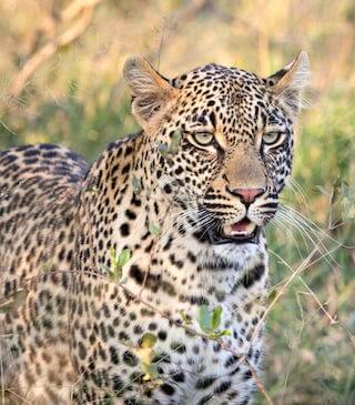 A leopard cannot change its spots