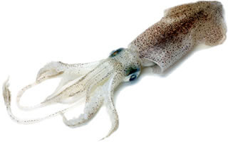 Damp squid