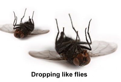 The meaning and origin of the phrase 'Dropping like flies'.
