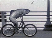 fish-bicycle.jpg