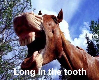 The meaning and origin of the phrase 'Long in the tooth'.