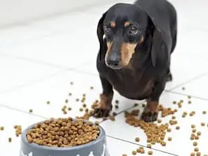 Dog's breakfast