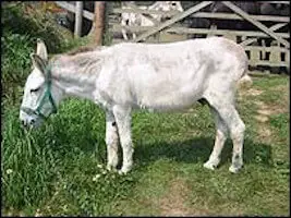 Donkey's years