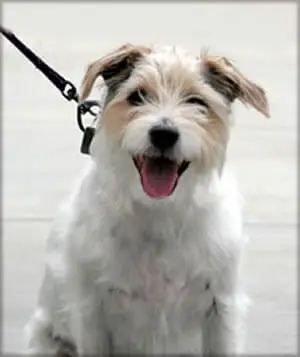 Man's best friend