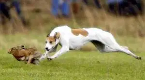 Hold with the hare and run with the hounds