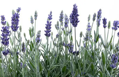 Laid out in lavender