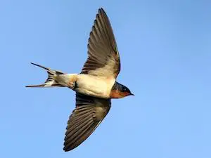One swallow doesn't make a summer