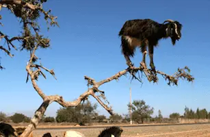 Go out on a limb