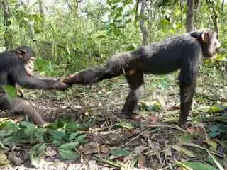Pulling one's leg