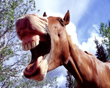 Straight from the horse's mouth