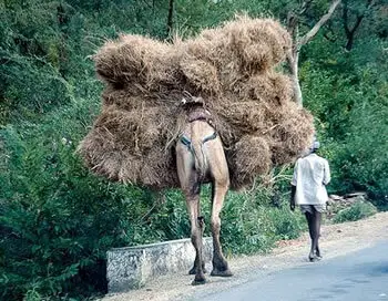 The last straw (that broke the camel's back)