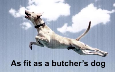 The meaning and origin of the phrase 'As fit as a butcher's dog'.