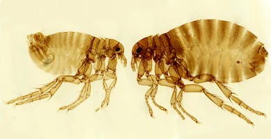 Big fleas have little fleas upon their back to bite 'em