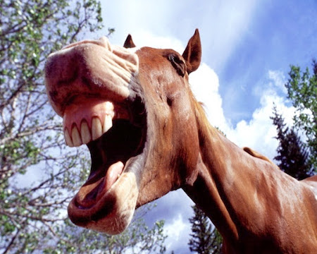 The phrase 'Straight from the horse's mouth' - meaning and origin.